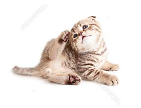 Adorable kitten scratching or itching himself