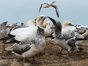 Colony of Australasian Gannets, Morus serrator