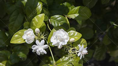 Arabian Jasmine just bloomed with a sweet smell