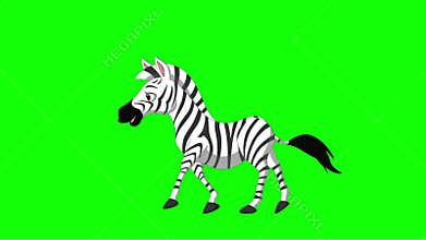 Cartoon zebra walking animation on the green screen background