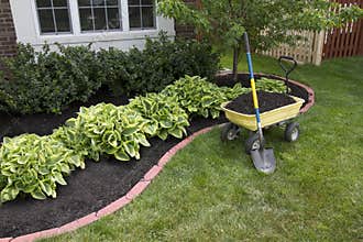 Mulching around the Bushes