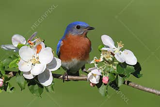 Eastern Bluebird