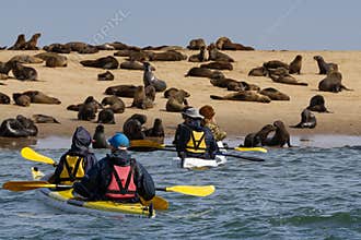 Two couples approach a beach full of seals in two canoes. Walvis Bay. . Swakopmund.