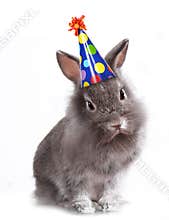 Angry Furry Grey Rabbit With a Birthday Hat On