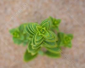 Top view on green sea sandwort Honckenya peploides plant