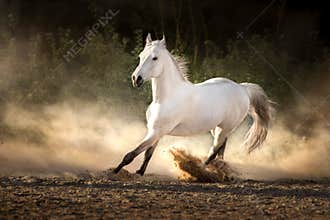 White horse with long mane run in dust