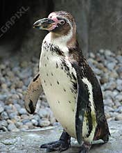 Penguin on Rocks
