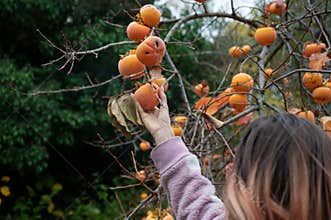 Caucasian woman harvesting persimmon fruits from an abundant tree