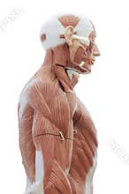 Human anatomy