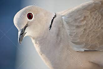 Close up pigeon