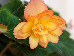 close up of a Begonia Illumination Apricot Shades x tuberhybrida flower