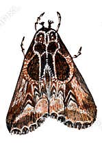 Butterfly, hand drawn in ink. Texture illustration