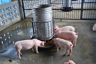 A little pig eat