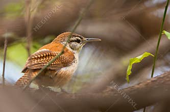 Pale-legged Hornero bird close-up