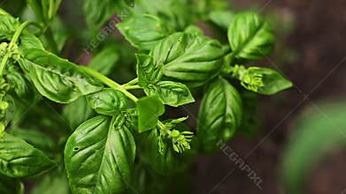 Basil on garden bed. A young purple basil bush grows outside in the garden. Crop and vegetable growing. Healthy