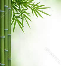 Bamboo