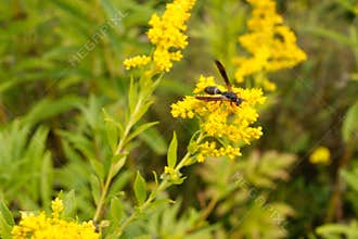 Bumblebees, Arthropod family, honey bees save some pollen/nectar for me