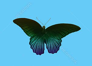 Top view, Single rainbow butterfly flying isolated cyan background for stock photo design or advertise product, summer animal