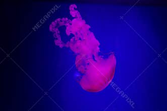 The Purple-striped Jellyfish On blue background. chrysaora plocamia. South American Sea Nettle. From the Pacific coast of Pent,