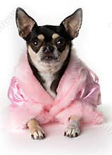 Pretty in Pink Chihuahua