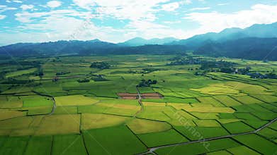 Aerial view of  rice fields for cultivation and village