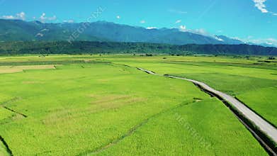 View of agriculture in rice fields for cultivation