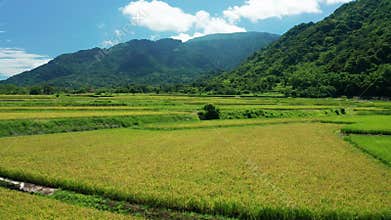 View of agriculture in rice fields for cultivation