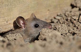 Field mouse.