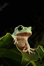 Tree Frog