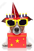 Birthday dog