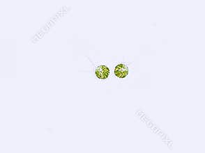 Chlamydomonas sp. algae under microscopic view, green algae