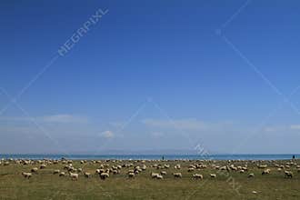 Sheep in grassland