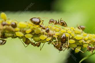 Ants Eating Aphids