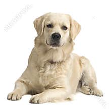 Labrador retriever cream