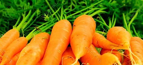 Carrots