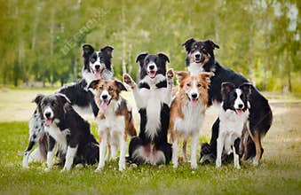 Group of happy dogs