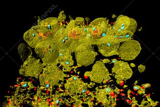 Pollen grains in anther