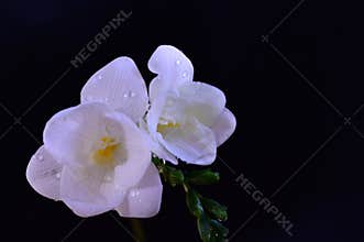 The beautiful colorful freesia flower close up view