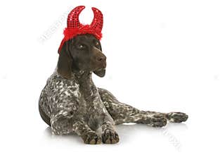 Bad dog