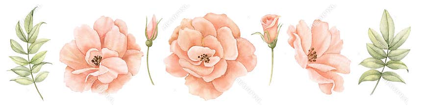 Watercolor floral set with pink peach Roses and green leaves. Hand drawn illustration for greeting cards or wedding