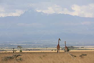 Giraffes near Mt Kenya