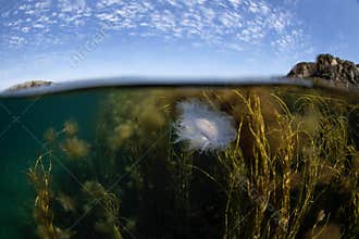 Cyanea lamarckii, blue jellyfish, bluefire jellyfish