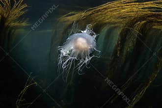 Cyanea lamarckii, blue jellyfish, bluefire jellyfish