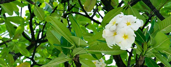 Plumeria Blooms in Tree