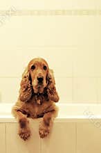 Cocker spaniel in bath
