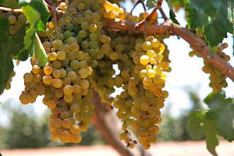 Wineyard whith White grapes in Ica, Peru, \"Ocucaje