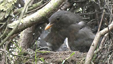 Video of young baby blackbird chicks nestled together in the nest with the female adult.