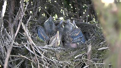 Video of young baby blackbird chicks nested together in the nest.