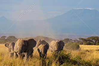 Elephants in front of Kilimanjaro