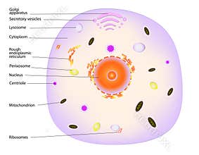 Animal cell